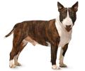 Bull_Terrier.jpg