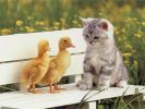 Gatito-Con-Patos.jpg